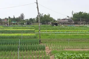 Về Trà Quế, quay phía nào cũng thấy nồng nàn