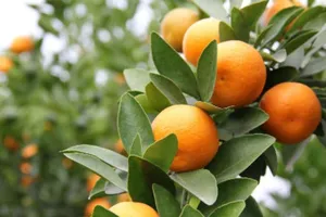 Chỉ vì trái quất, mất 1 mạng người