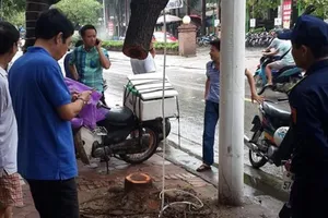 Hà Nội: 1 cây sưa đỏ bị cưa trộm trong đêm mưa bão