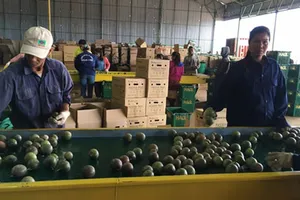 Sơ chế chanh dây xuất khẩu tại Công ty CP Nông nghiệp quốc tế Hoàng Anh Gia Lai. Ảnh: TH
