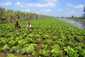 Nông dân huyện U Minh Thượng trồng rau theo hướng an toàn vệ sinh thực phẩm. Ảnh:TTXVN