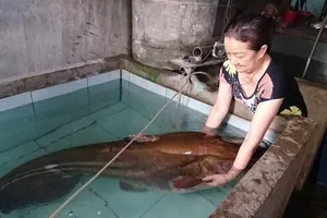 Cá leo ‘khủng’ hơn 80 kg dính câu
