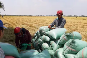 'Cấm xuất khẩu gạo, thiệt hại đầu tiên là người dân'