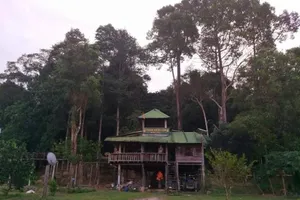 Bí ẩn cung đường đến vương quốc cá sấu giữa rừng Cát Tiên 