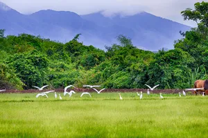 Ảnh dự thi “Vì môi trường xanh” (Phần 1)