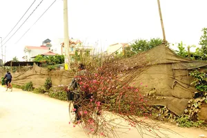 Đã thấy xuân về với gió đông