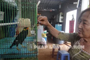 Chim nhồng biết đọc thơ 