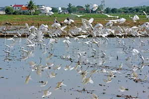 Ảnh dự thi “Vì môi trường xanh” (Phần 5) 