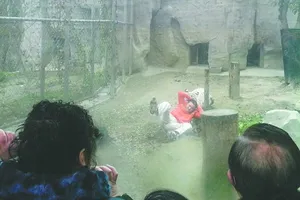  Suýt chết vì hiến thân cho hổ