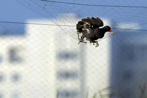 Ảnh dự thi “Vì môi trường xanh” (Phần 8) 