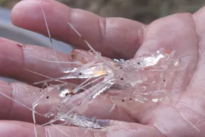 Ngư dân Việt kiếm vài trăm triệu đồng mỗi đêm 