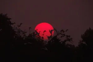 Cò về Sài Gòn ngỡ cảnh ở tràm chim