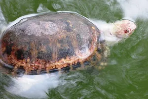Chuyện lạ ở Hà Nội: Rùa Núi Vàng chết nổi ở Hồ Gươm 