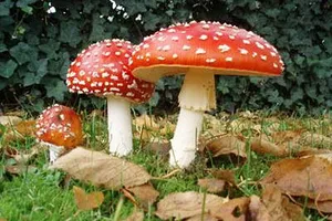 Độc tố của nấm tồn tại rất lâu