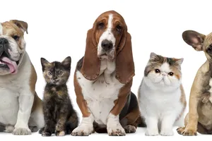 "Thẩm mỹ viện" cho thú nuôi