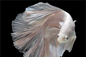 Ngắm những "vũ công" cá chọi tuyệt đẹp