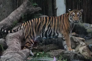 Hổ Đông Dương Thảo Cầm Viên Sài Gòn sinh 5 con