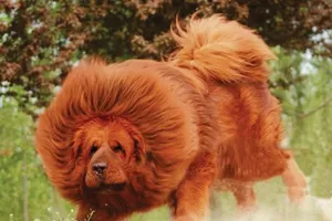 Chú cún 2 triệu USD