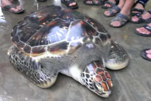 Rùa biển thi nhau vào phá Tam Giang