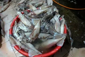 Dùng hóa chất, "phù phép" mực ươn thành tươi ngon 