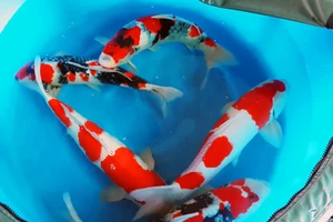 Hơn 400 con cá Koi tiền tỉ về Việt Nam