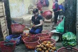 Kỹ nghệ 'hồi sinh' hoa quả thối 