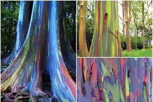 5 cây thân gỗ độc đáo nhất thế giới