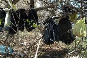 Rợn tóc gáy với cảnh xác 30 con mèo bị treo trên cây