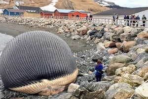 Cả thị trấn hoảng sợ vì xác cá voi khổng lồ nguy cơ phát nổ