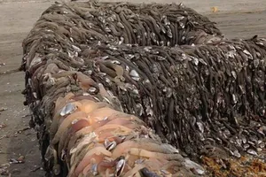 Hãi hùng với con tàu bí ẩn trôi dạt vào bờ biển nước Mỹ