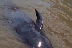 Đưa con cá voi nặng 1,5 tạ trở về biển khơi