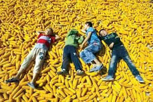 Giá lương thực cao: Họa hay phúc?