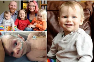 Vá lỗ thủng ở tim bằng... tim bò