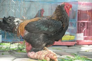 Chiêm ngưỡng gà tiến vua “chân khổng lồ” có giá 40 triệu đồng 