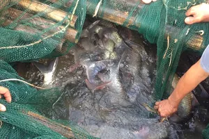 Theo chân thương lái đi mua “cá thần” bạc triệu ở sông Đà 