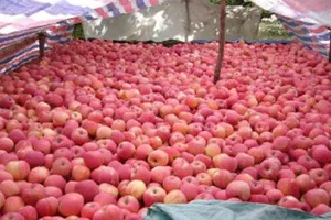 Yêu cầu Trung Quốc trả lời gần 300 tấn hoa quả nhiễm độc tuồn sang Việt Nam