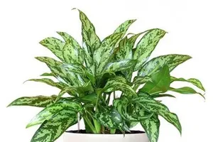 Cẩn trọng với cây cảnh trong nhà