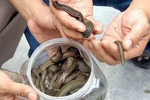 Lịch sử chiêu trò “xúi bậy” của dân buôn Trung Quốc