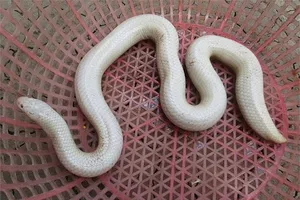 Cận cảnh rắn bạch tạng ở miền Tây