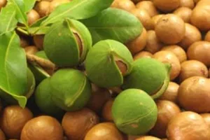 Xuất hiện cây “tỷ đô” mới ở Việt Nam