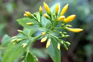 Nhận biết 'tử thần' hoa trái trong thiên nhiên