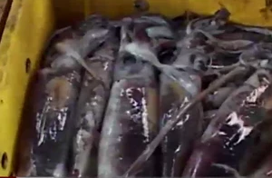 Mực lạ giá siêu rẻ “đổ bộ” các chợ