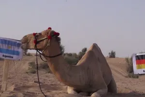 "Thảm họa tiên tri" lạc đà tìm ra nhà vô địch World Cup 2014