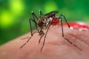 5 lý do bạn bị muỗi đốt nhiều hơn người khác