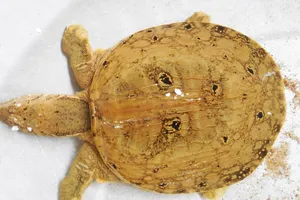 Xuất hiện thêm một con ba ba có hình mặt người