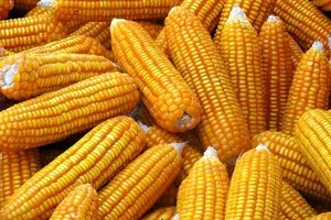 Việt Nam bắt đầu "mở cửa" với thực phẩm biến đổi gen