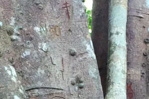 Cây đa di sản hay cây đa tình yêu?