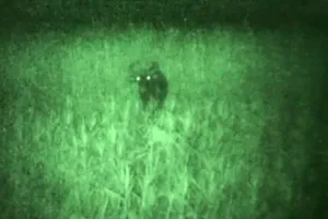 Các cá thể nghi bò tót bỗng dưng biến mất