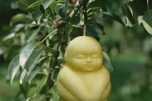 Những quả lê hình người tại Trung Quốc