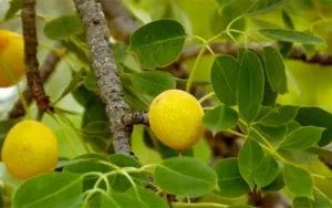 Động vật cũng ...xỉn